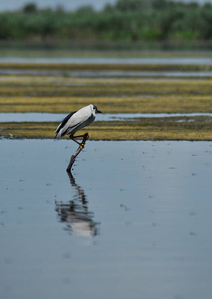 night heron, nycticorax vogel in der donau-delta - egret water bird wildlife nature stock-fotos und bilder