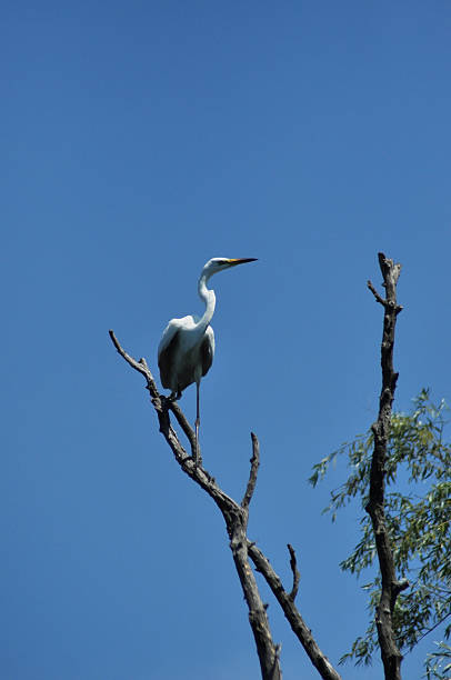 istock White egret, heron in the Danube delta 519891143