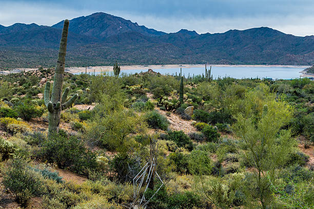 istock Hidden Treasures in the Arizona Desert 519891272