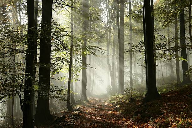 percorso nella foresta nella nebbia - sunrise leaf brightly lit vibrant color foto e immagini stock