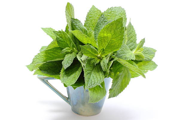 istock Bunch of fresh green mint in glass cup. White background 519891345