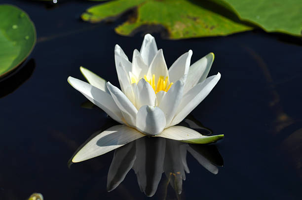 istock Water lily in the Danube delta 519892505