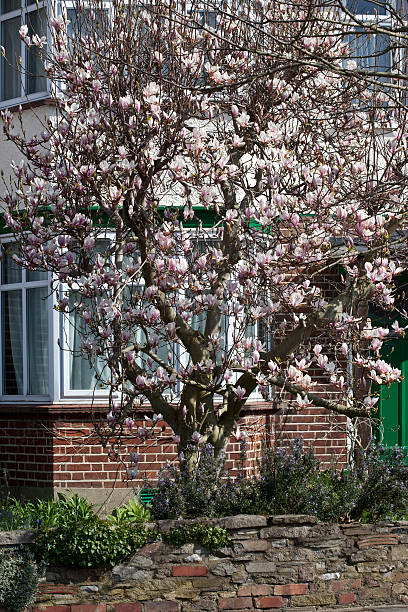 istock Tulip Tree in an English Garden 519892676