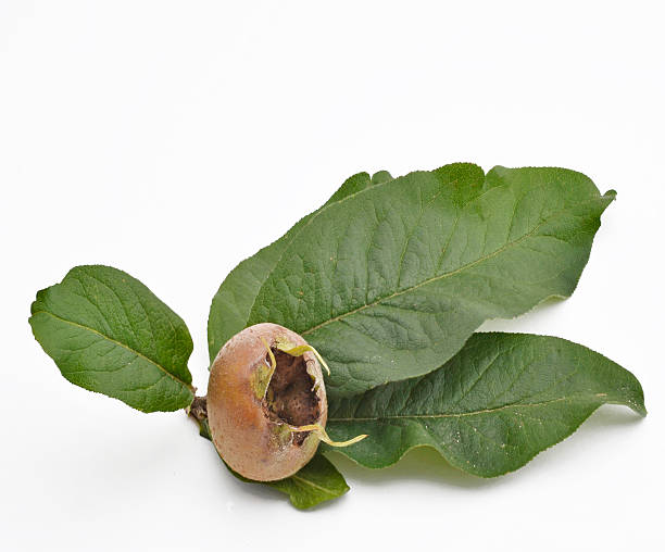 single fresh medlar with leaves a single fresh medlar with green leaves on white for highlighting. germanica mespilus mespilus germanica mispel stock pictures, royalty-free photos & images