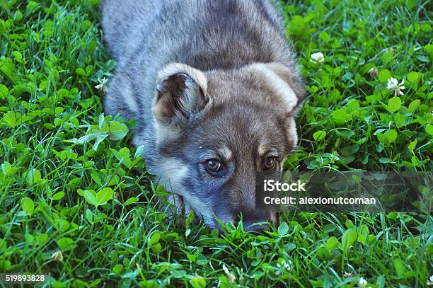 Foto de Pastor Filhote De Cachorro e mais fotos de stock de Agilidade - Agilidade, Amizade, Animal