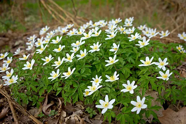 Anemone nemorosa is an early-spring flowering plant in the genus Anemone in the family Ranunculaceae. Common names include wood anemone, windflower, thimbleweed and smell fox, an allusion to the musky smell of the leaves.