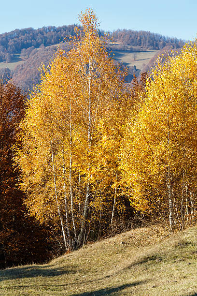 istock Golden autumn in mountain. 519895046