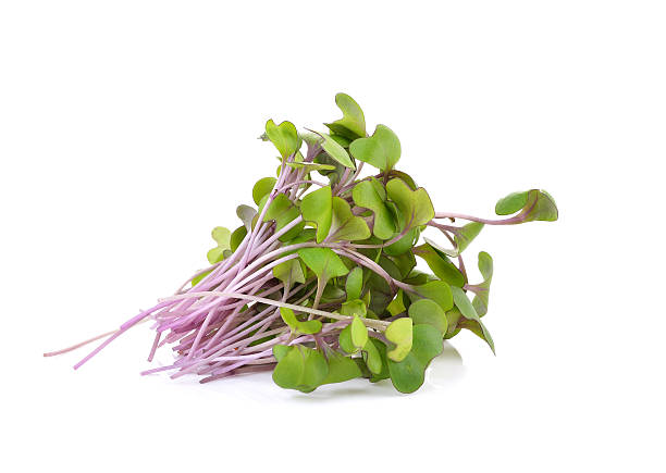 istock kale sprout on white background 519895386