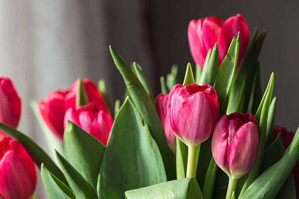 istock Bouquet red and pink tulips close up 519895418