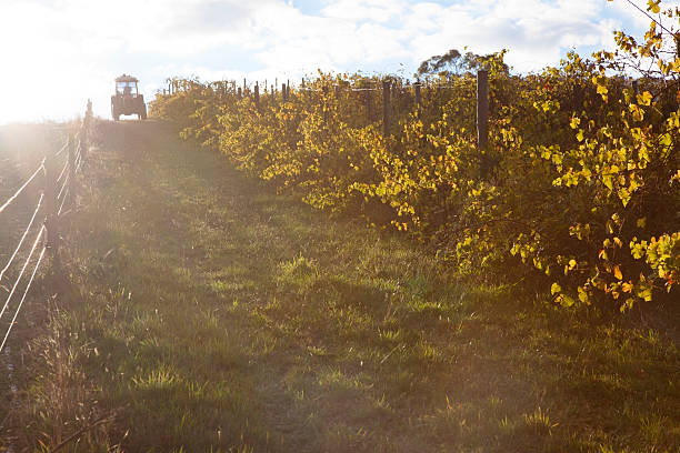 Rows of vines, Tuscany (Cenaia, province of Pisa); Autumn; shallow soft focus