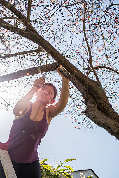 istock Teenage Girl Standing on Ladder while Pruning a Tree Branch 519895732