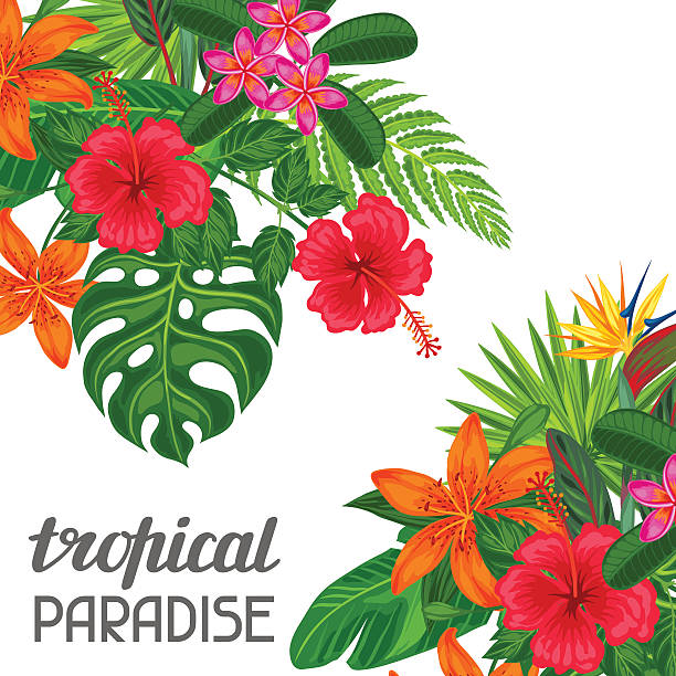 Tropical paradise card with stylized leaves and flowers. Image for Tropical paradise card with stylized leaves and flowers. Image for advertising booklets, banners, flayers. banana borders stock illustrations