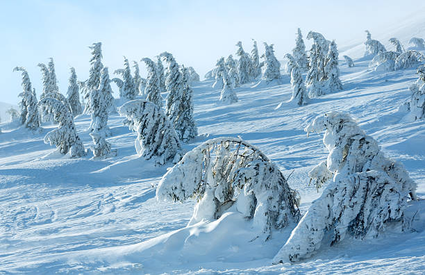 istock Icy snowy fir trees on winter hill. 519896826