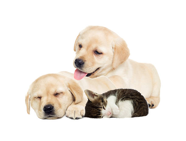 istock Puppy and kitten sleeping 519897386