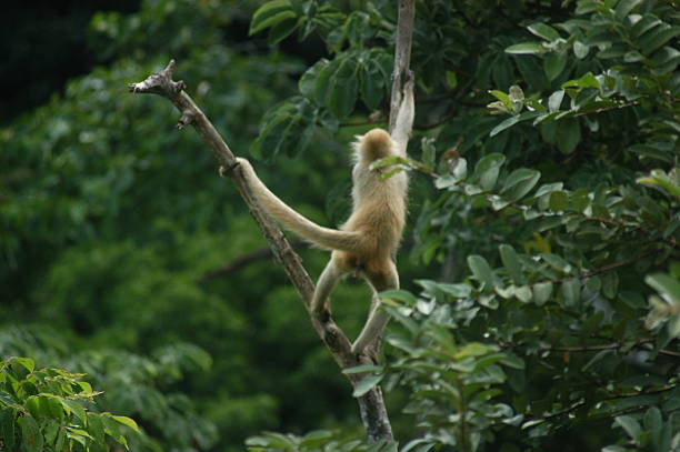 istock Monkey rests in the tree tops of Costa Rica 519897644