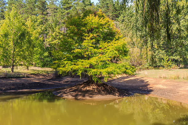 istock Colorful Tree in the Duck Pond during Autumn 519898728