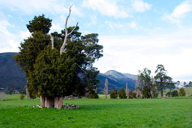 antiguo retorcidos totara árbol, nueva zelanda - golden bay fotografías e imágenes de stock