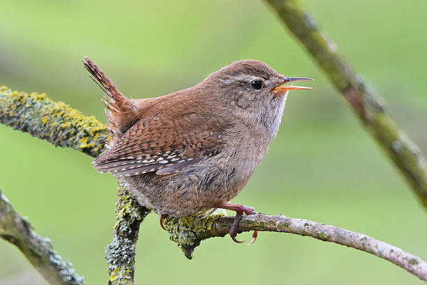 wren - wren fotografías e imágenes de stock