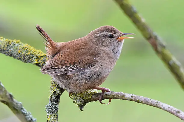 Wren singing