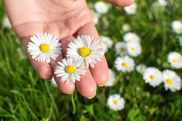 istock Woman hand holding daisies 519899298