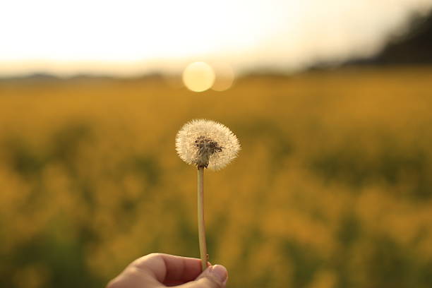 istock Seeds of dandelion 519899592