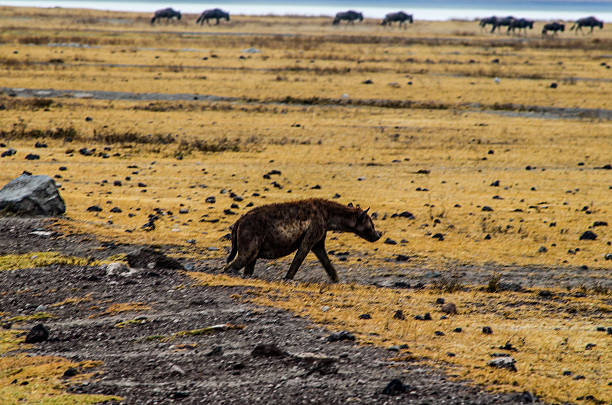 Hyena is walking through the savannah