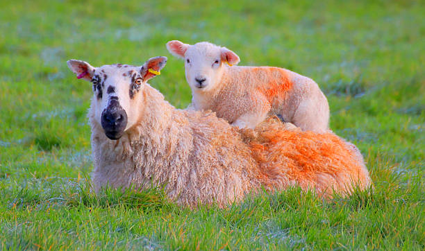 Resting lamb. A lamb resting on the back of her mother. ludlow shropshire stock pictures, royalty-free photos & images