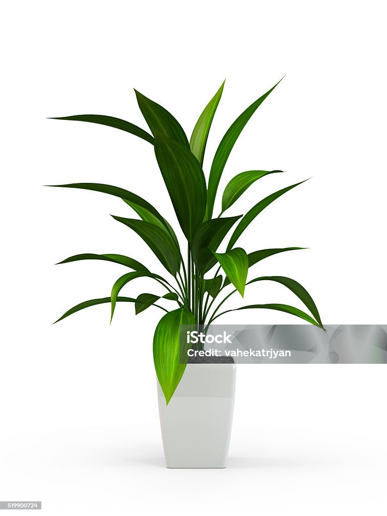 Green potted plant Green potted plant isolated on white background. 3D Rendering, 3D Illustration. Plant Stock Photo