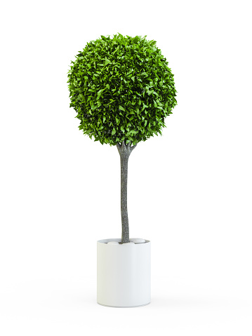 Topiary trees in the pot isolated on white background. 3D Rendering, 3D Illustration.