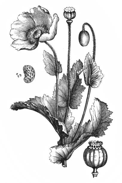 ilustraciones, imágenes clip art, dibujos animados e iconos de stock de papaver somniferum (opio amapola - papaver somniferum de adormidera
