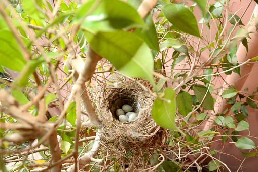 sparrow eggs in a nest