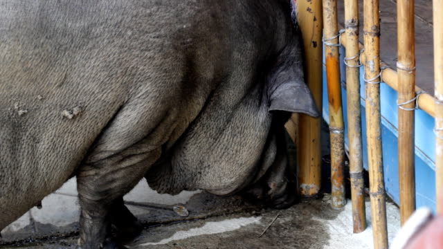 warthog drinking water on the floor