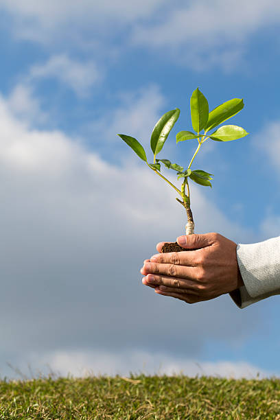 istock Tree in palm of hand - Stock Image 519910659
