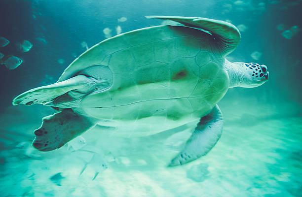 istock Sea turtles in oceanarium 519910661