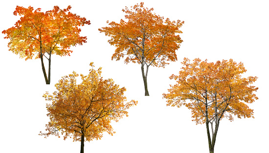 set of autumn trees isoalted on white background