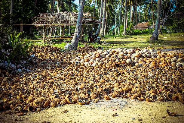 istock Stack of the coconuts in farm for coconut oil industry 519911469