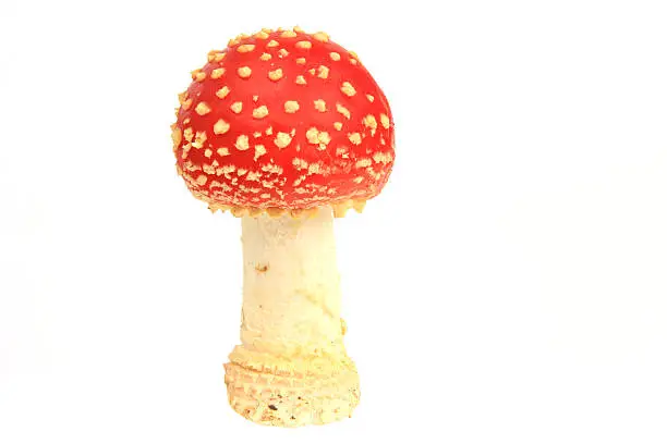 Fly agaric mushrooms (Amanita muscaria)  isolated in front of white background