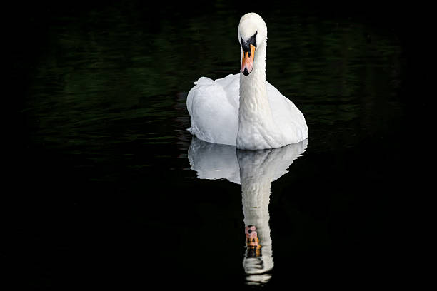 Mute Swan stock photo