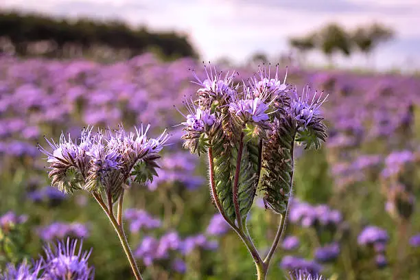 Close-up of phacelia on a field. The it is used in many places in agriculture as a cover crop, a bee plant, an attractant for other beneficial insects, as a green manure
