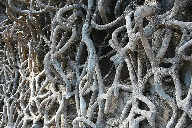 web of stem like structures made of concrete climbing a stone wall, abstract from Rock Garden in Chandigarh, Punjab, India.