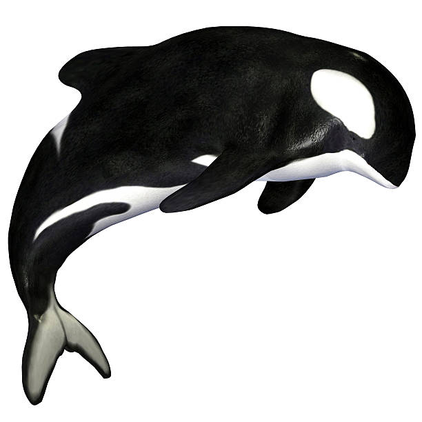 istock Illustration of a killer whale 519914963