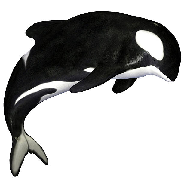 Illustration of a killer whale stock photo