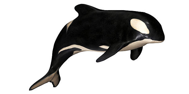 Illustration of a killer whale stock photo