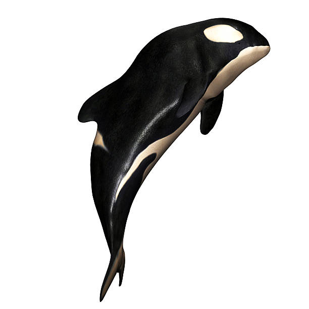 istock Illustration of a killer whale 519914975
