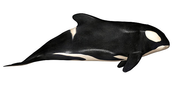 istock Illustration of a killer whale 519914983