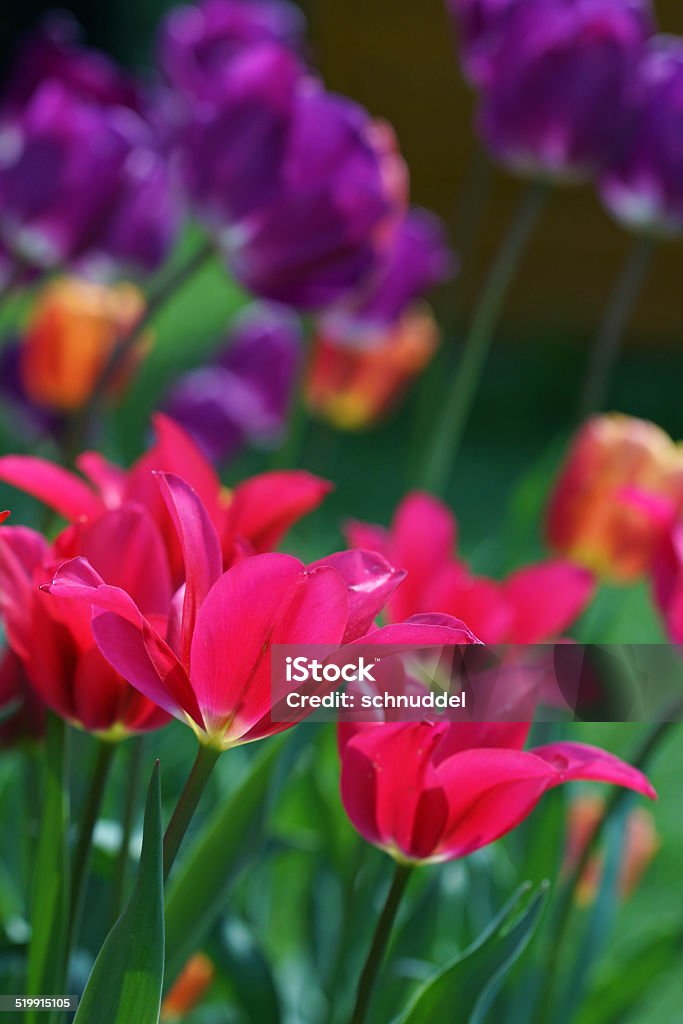 Tulips Tulips, Germany, Eifel. Backgrounds Stock Photo