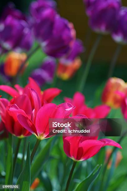 Tulips Stock Photo - Download Image Now - Backgrounds, Botany, Close-up