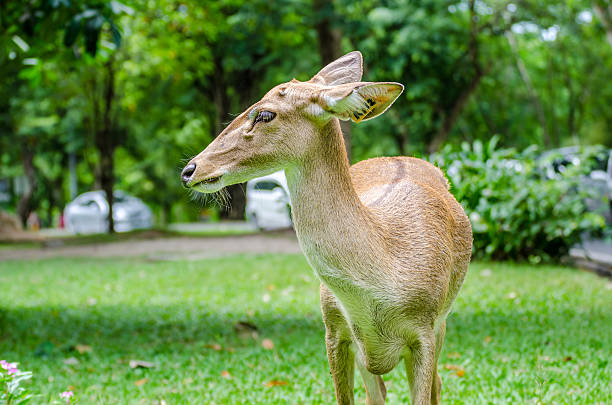 istock White-tailed deer standing in a grassy field 519915953