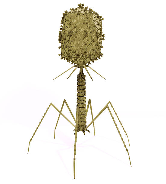 Bacteriophage Virus stock photo