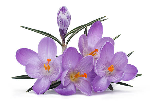 istock Bouquet of blue flowering crocuses with bud isolated on white 519917037
